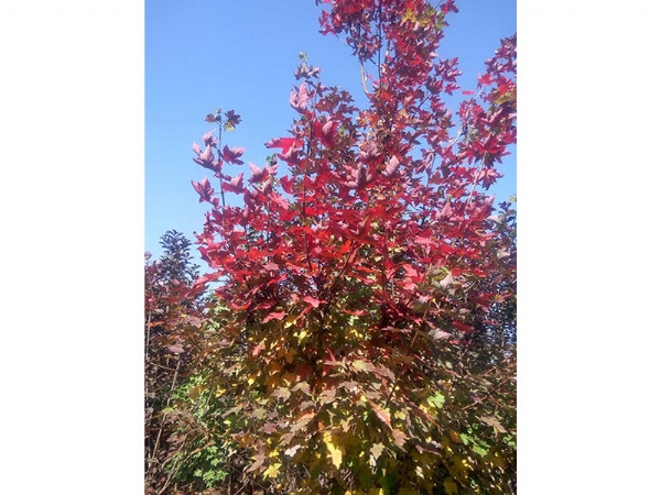 秋日夢幻紅楓